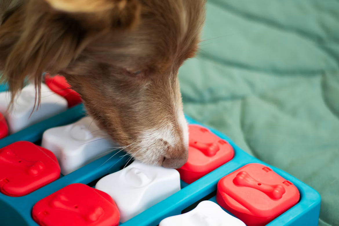 Is Your Dog's Puzzle Toy Too Hard? How to Find the Right Level of Challenge
