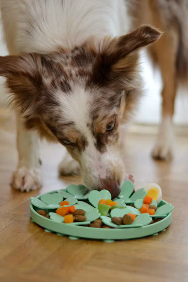 Border collie licking food from a flat enrichment plate on a wooden floor